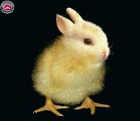 lapin